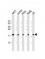 RPS10 Antibody (Center)